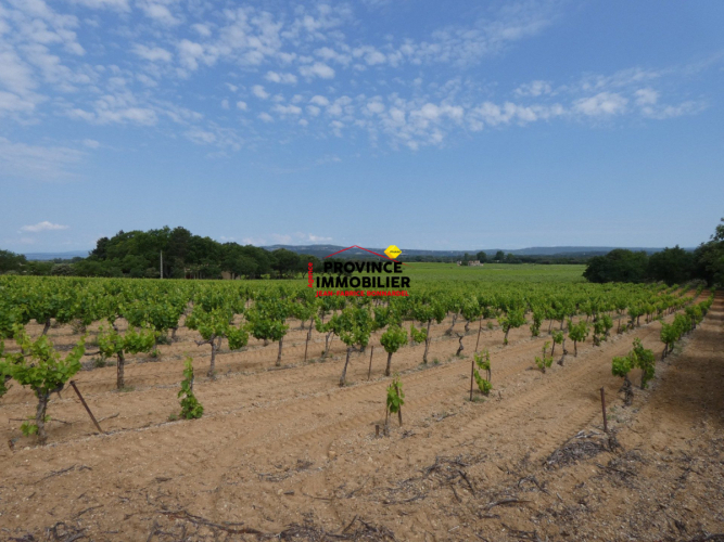 PARCELLE DE VIGNES CEPAGE GRENACHE ET CARIGNAN