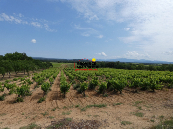 PARCELLE DE VIGNES CEPAGE GRENACHE ET CARIGNAN