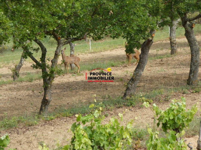 PARCELLE DE VIGNES CEPAGE GRENACHE ET CARIGNAN