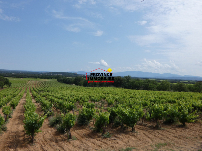 PARCELLE DE VIGNES CEPAGE GRENACHE ET CARIGNAN