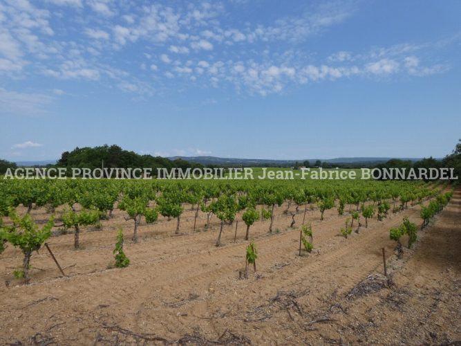 PARCELLE DE VIGNES CEPAGE GRENACHE ET CARIGNAN