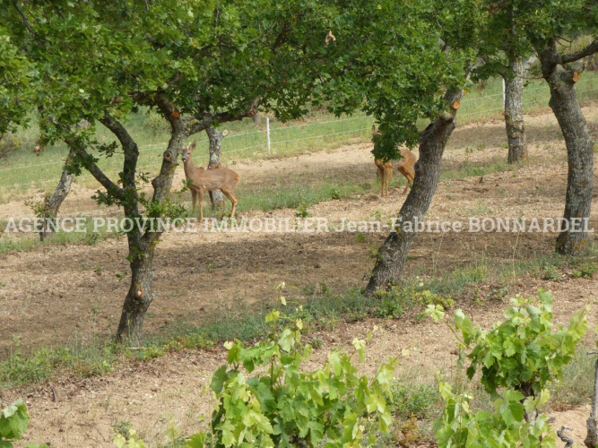 PARCELLE DE VIGNES CEPAGE GRENACHE ET CARIGNAN