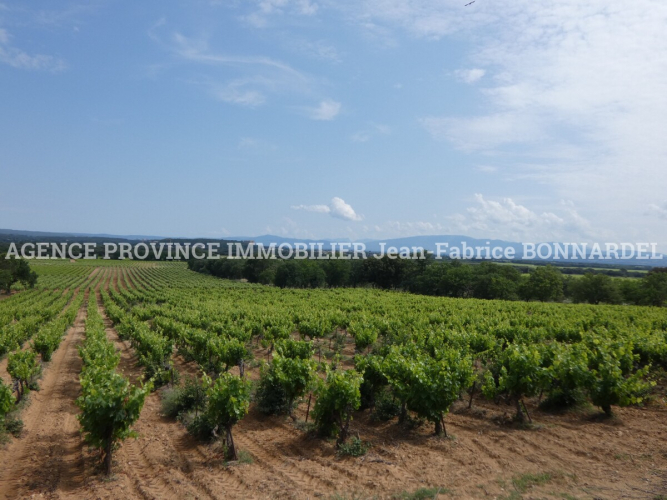 PARCELLE DE VIGNES CEPAGE GRENACHE ET CARIGNAN